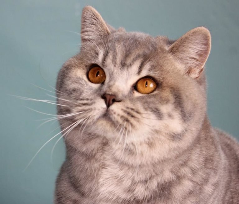 Breeders The British Shorthair Cat Club