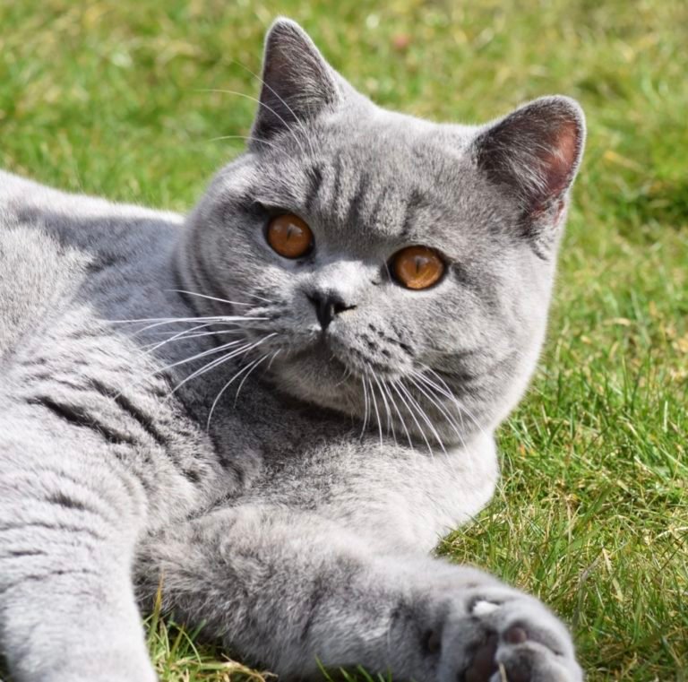 Breeders The British Shorthair Cat Club