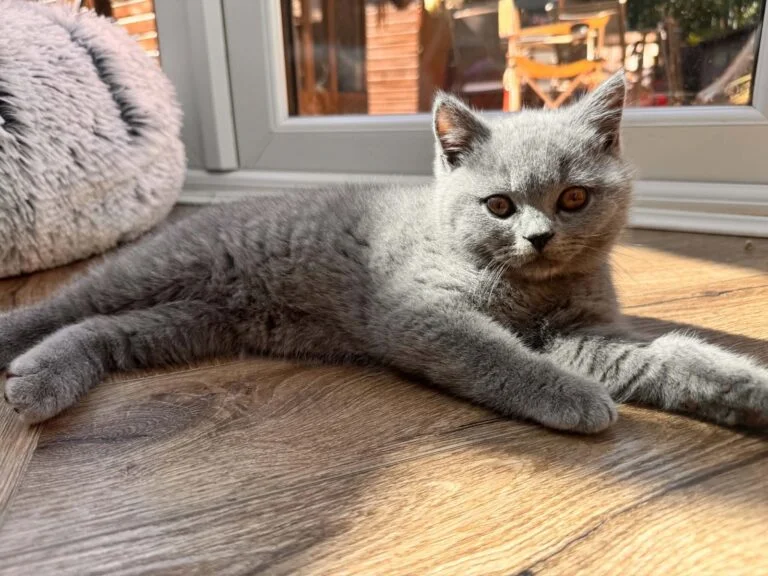 blue-british-shorthair-kitten-768x576