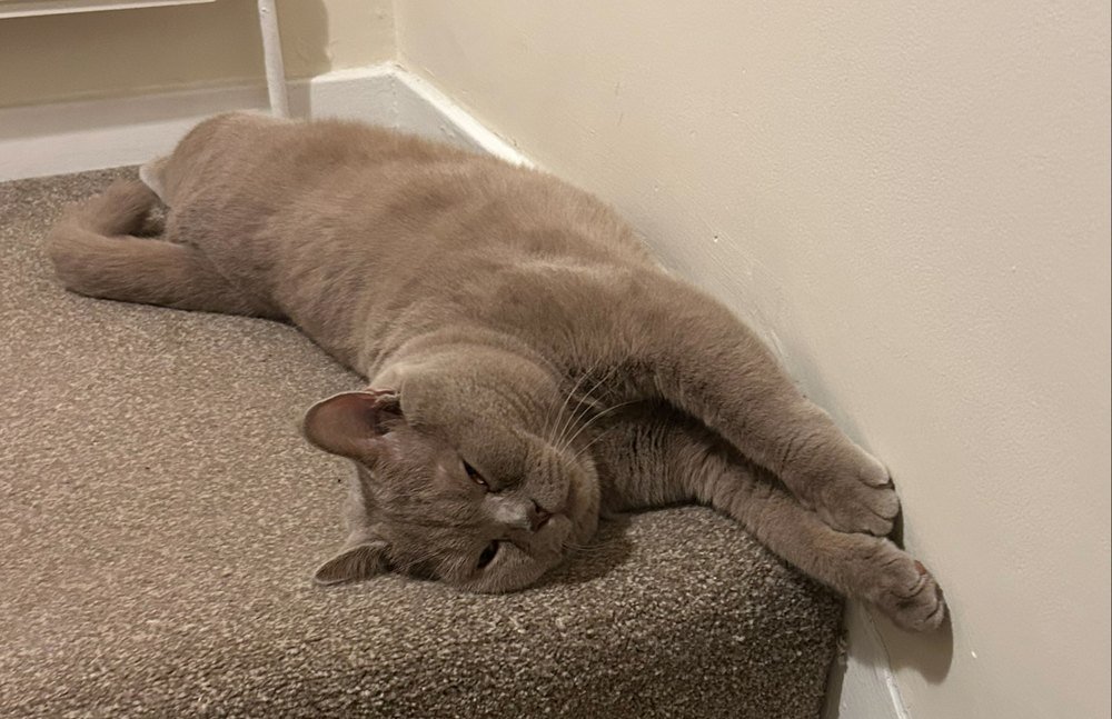 Bruno - British Shorthair asleep on the stairs Bruno asleep on a carpeted stair, flat out on his side