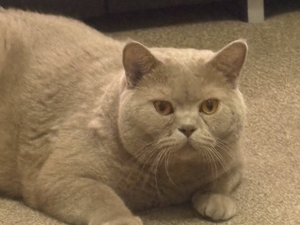 Bruno - British Shorthair looking at the camera Bruno, a four-year-old British Shorthair, lying on a carpet and looking at the camera