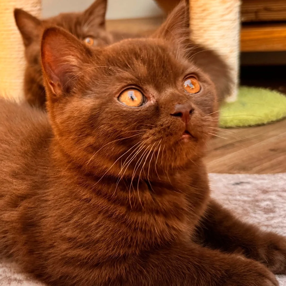 chocolate-british-shorthair-kitten-looking-up-square